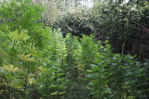Plantacja marihuany na terenie powiatu rybnickiego.