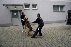 Licealista podczas kontrolowanego obezwładniania psa służbowego.