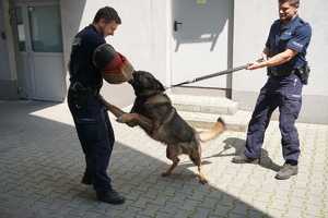 Pokaz przewodników psów służbowych.