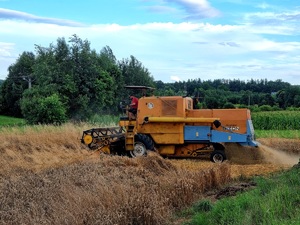 Mężczyzna na kombajnie zbiera zboże.