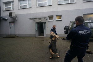 Pies gryzie policjanta w rękaw ochronny.