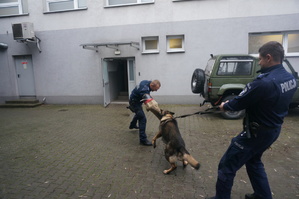 Policjant utrzymuje psa, który gryzie drugiego policjanta.