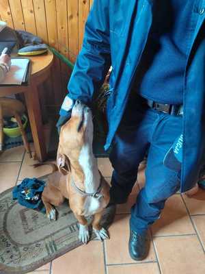 Na zdjęciu odebrany pies.