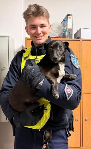 Na zdjęciu pies w radiowozie.