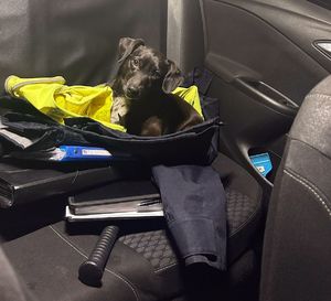 Na zdjęciu pies w radiowozie.