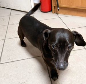 Na zdjęciu uratowany pies.