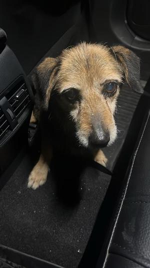 Na zdjęciu znaleziony pies.